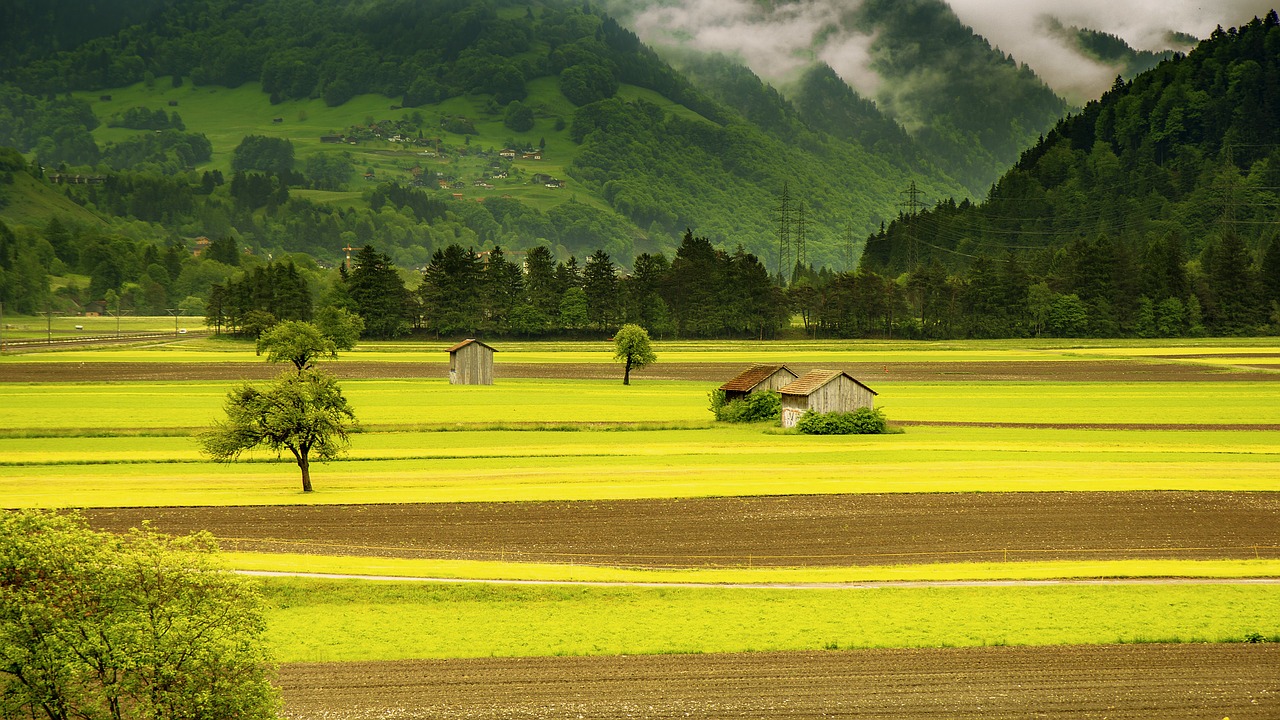 Tout sur la plantation du chanvre en Suisse