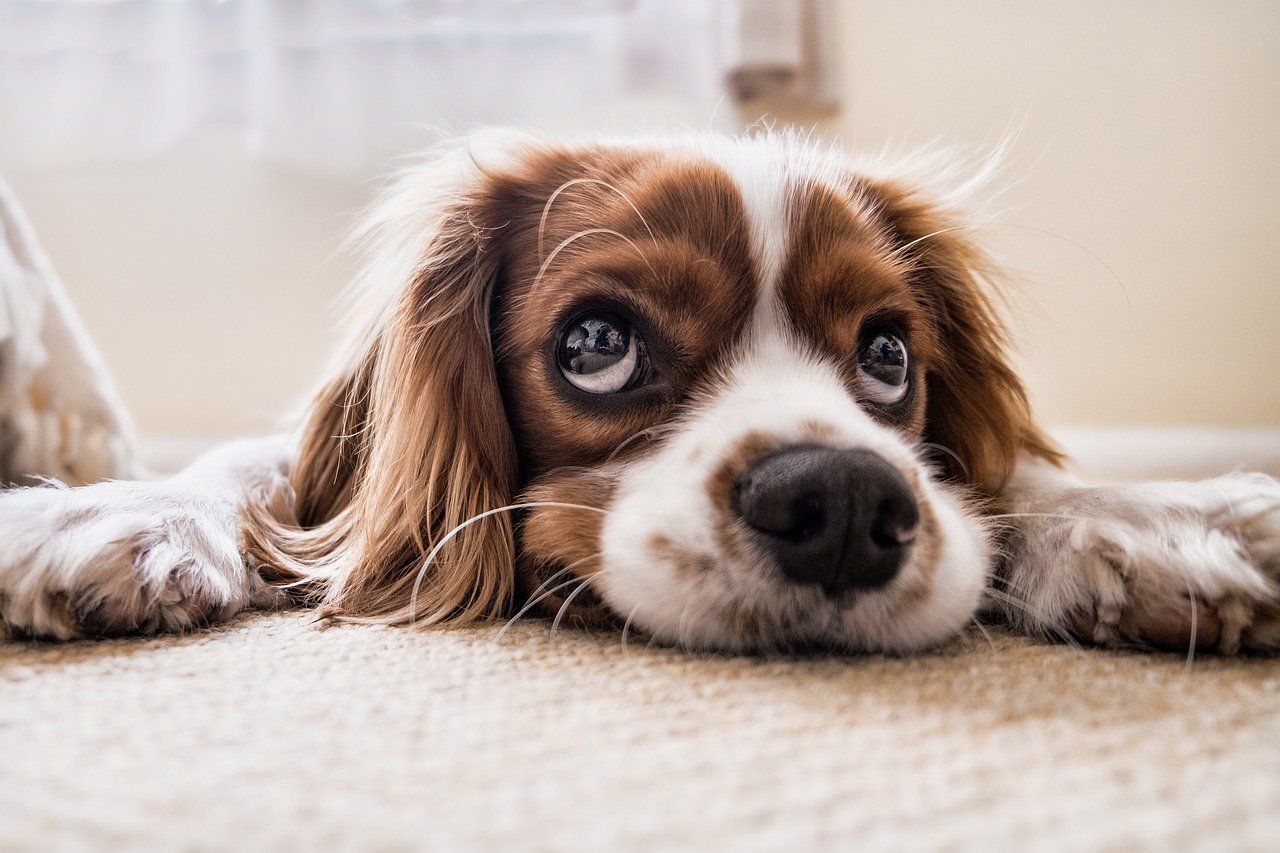 L’importance des soins dentaires pour votre chien
