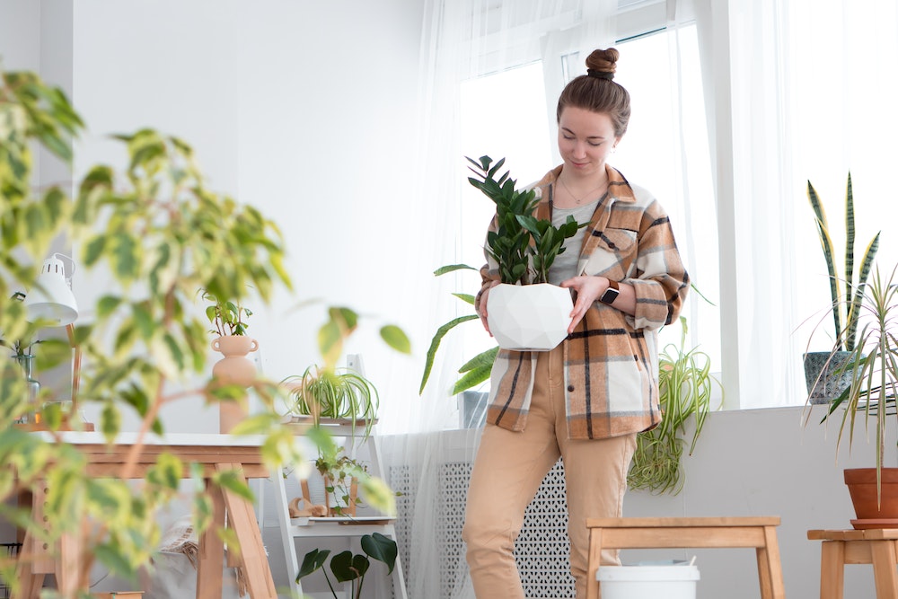 Ces 5 plantes de maison que vous ne pourrez pas tuer - Même si vous n'avez pas la main verte !