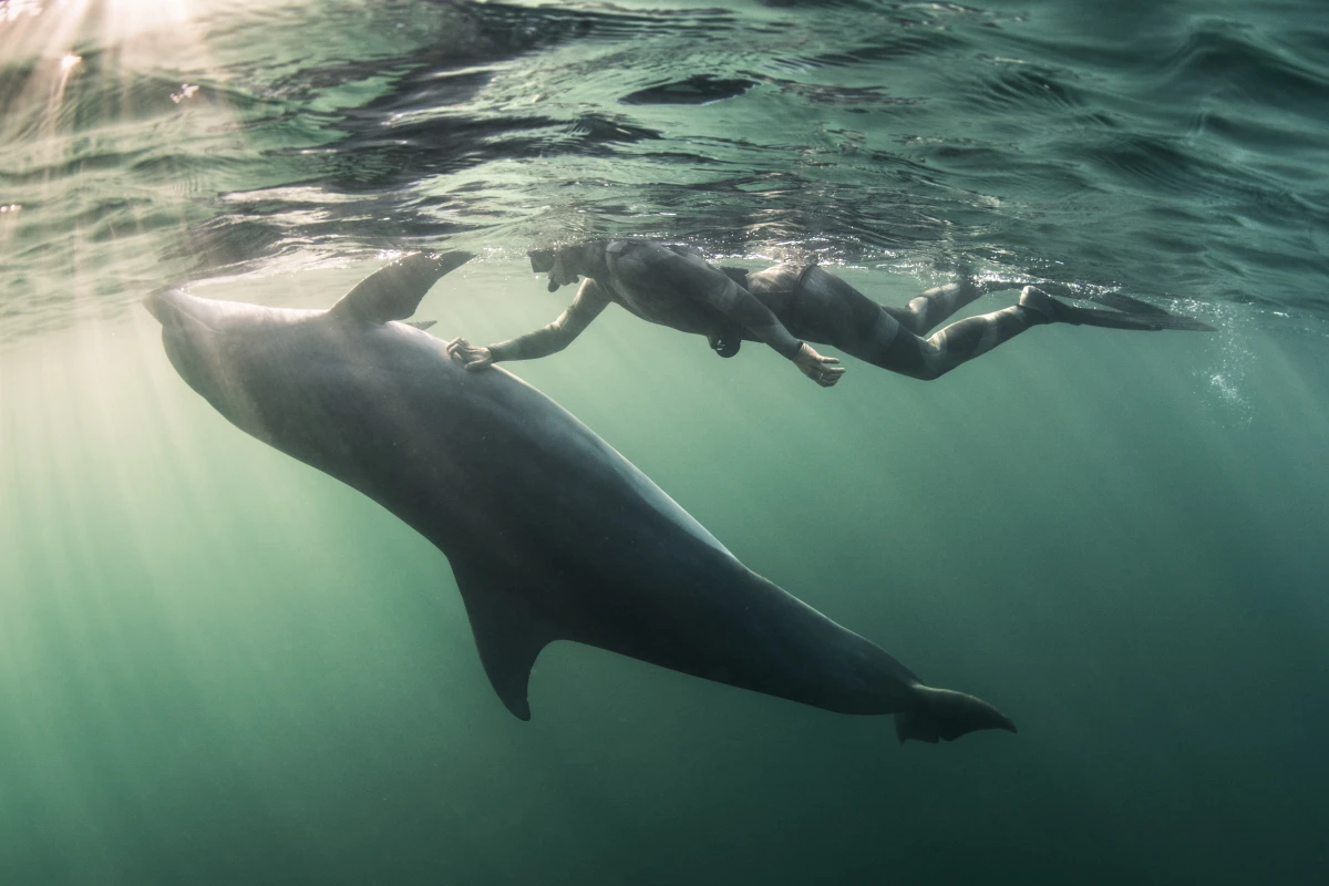 Comment les dauphins communiquent-ils? Nouvelles découvertes