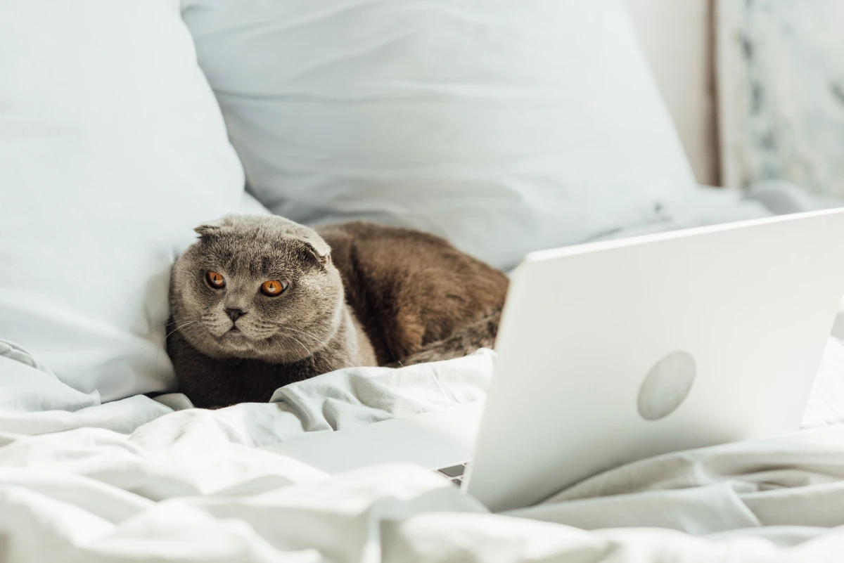 Comment parler à votre animal de compagnie – et comprendre sa réponse