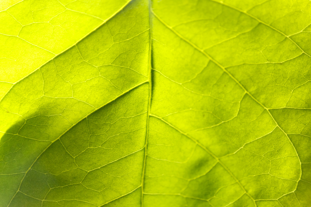 Les 5 plantes d'intérieur qui peuvent littéralement vous tuer : révélations choc !