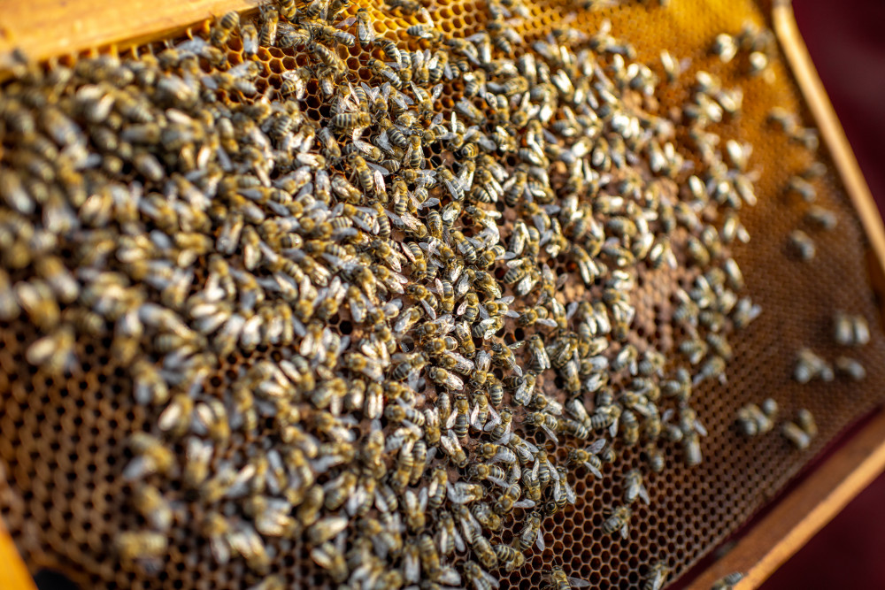 Les abeilles, ces héroïnes méconnues : pourquoi elles pourraient être la clé de notre survie