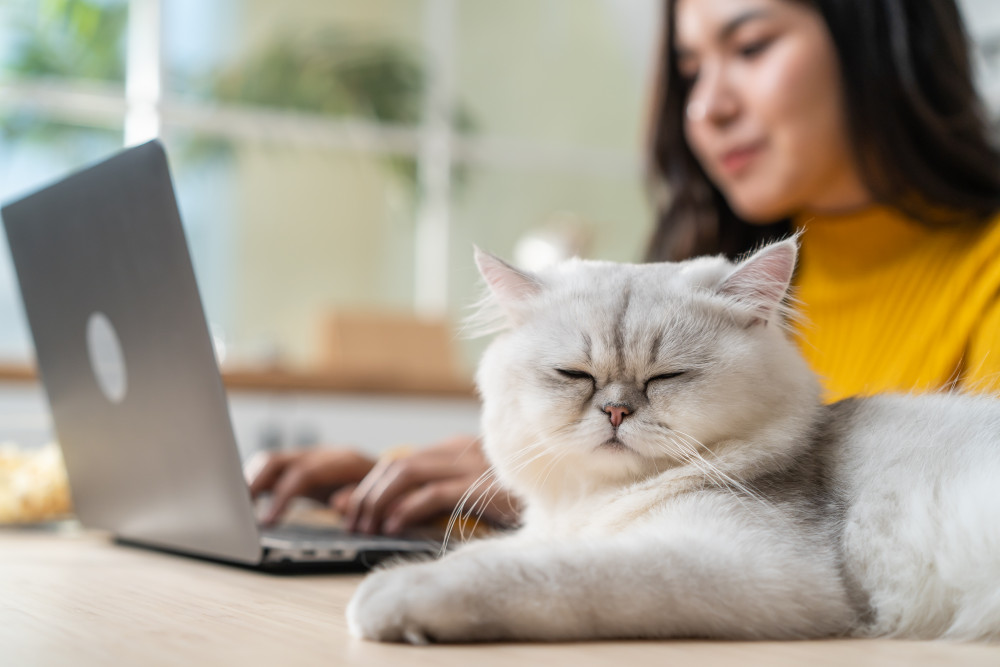 Ce chat élu "l'animal le plus influent" du monde : découvrez pourquoi !