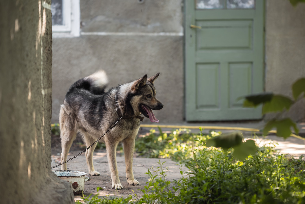 L'incroyable histoire du chien qui sauva un village entier d'une catastrophe