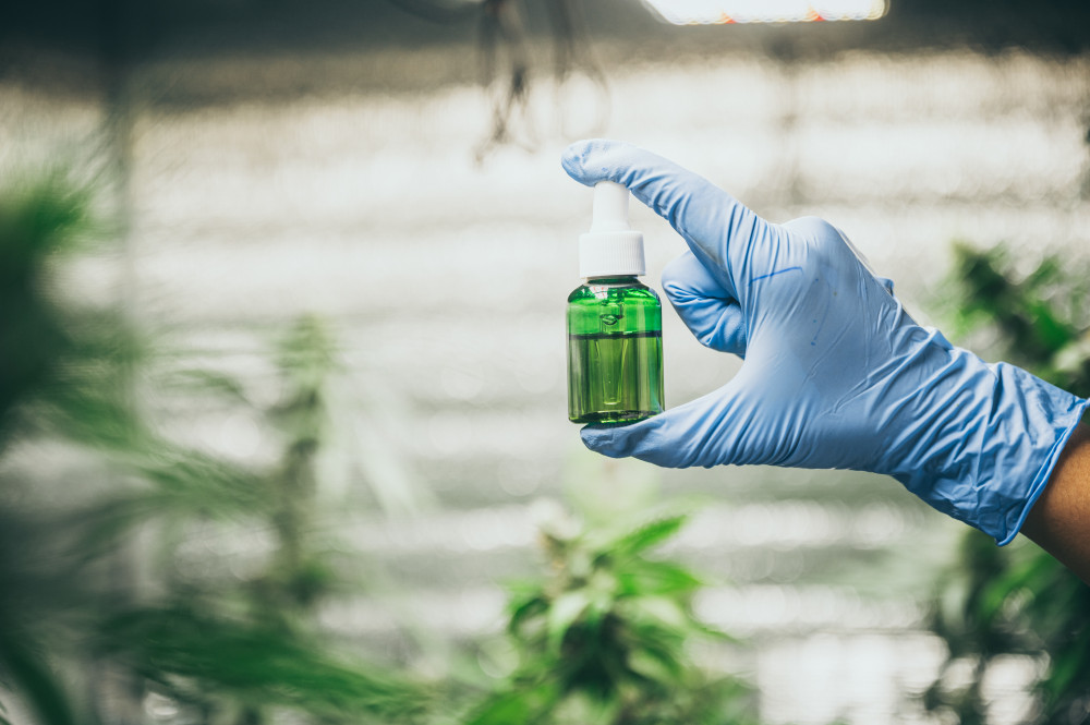 Devenir producteur de CBD : opportunités, réglementation et défis