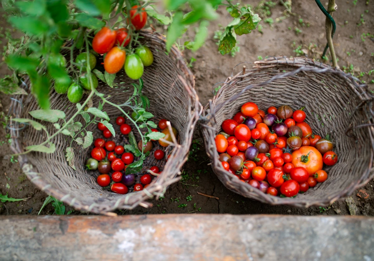 Les défis de l'agriculture durable : enjeux et solutions pour nourrir le monde tout en préservant la planète