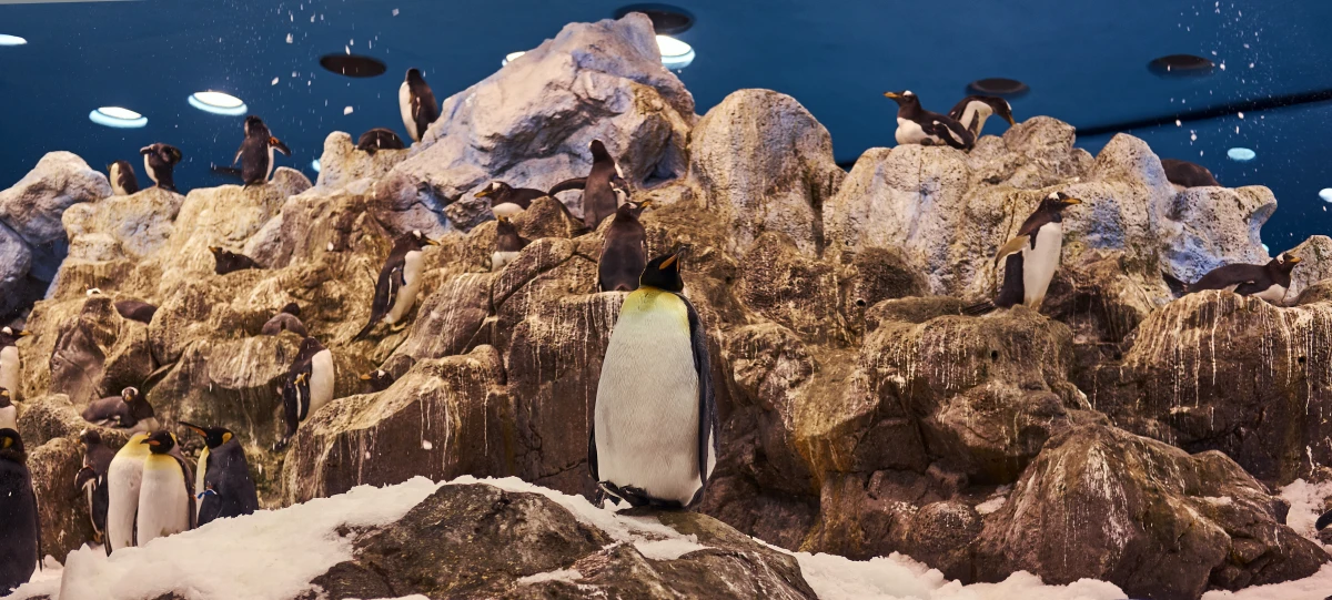L'essor du tourisme en Antarctique et ses conséquences : entre opportunités et menaces