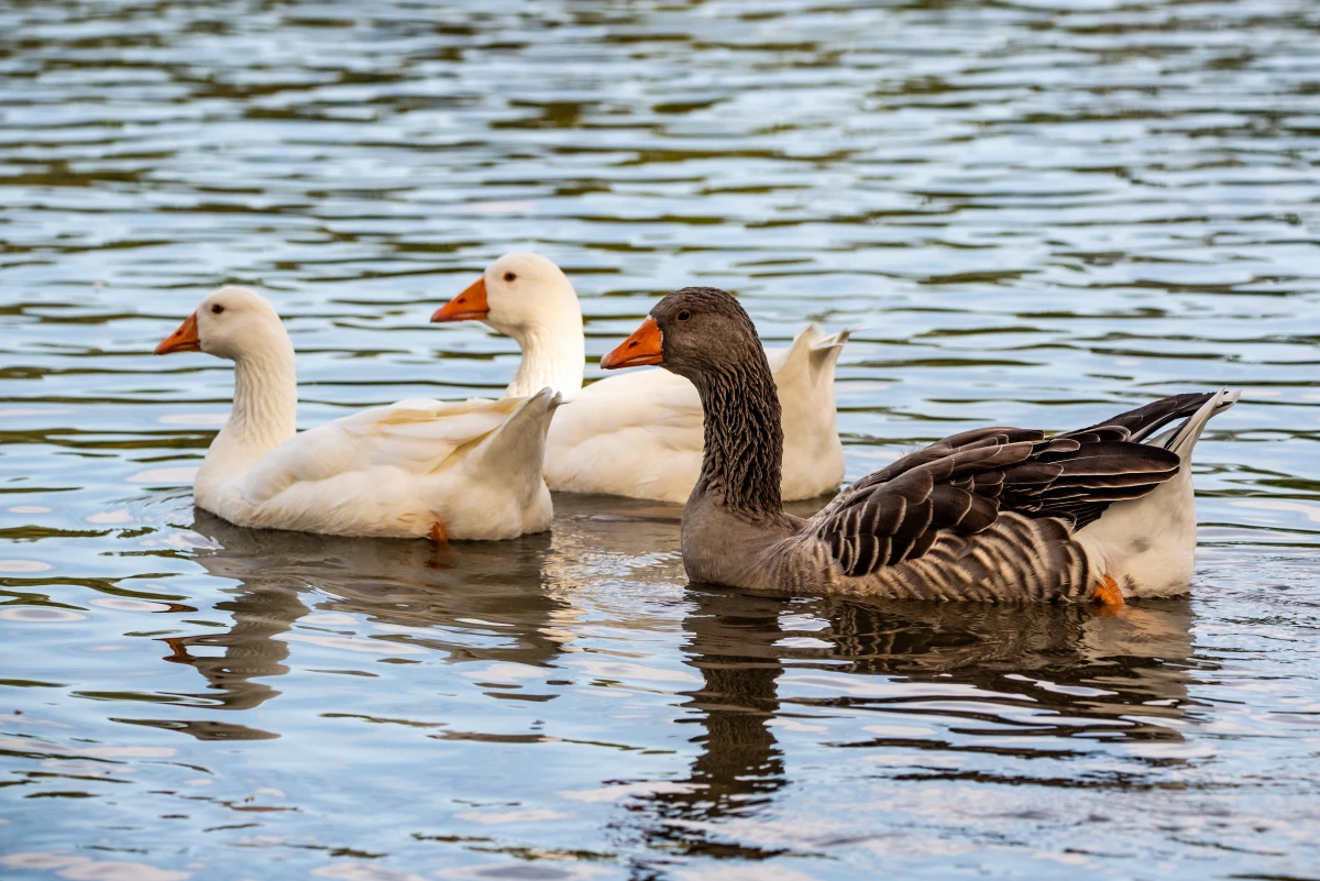 Producteur de foie gras : comment identifier la qualité ?