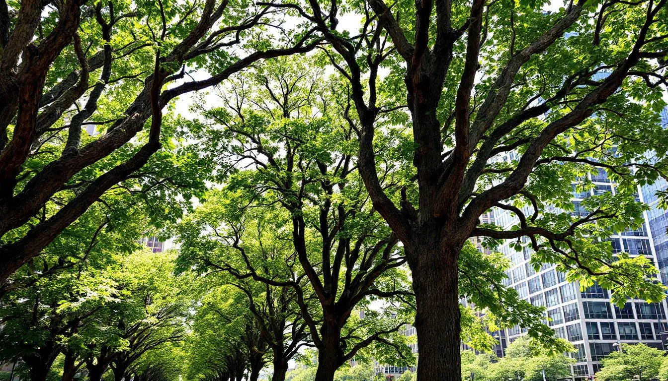Pourquoi les villes ont-elles besoin de plus d’arbres ?